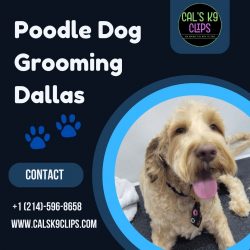 Poodle Dog Grooming Dallas