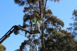 Efficient Tree Lopping in Sydney: Enhancing Your Landscape