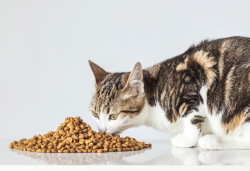 Your Cat’s First Aid – Common Medications For Handling Emergencies At Home