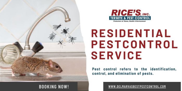 Residential Pest Control Service With Expert Precision and Unrivaled Excellence