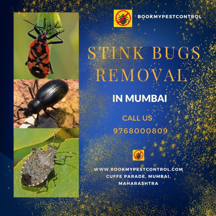 STINK BUGS REMOVAL IN MUMBAI