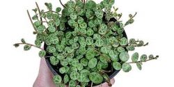 String of Turtles – A Whimsical Peperomia Radiator Plant