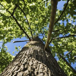 Pruning in Urban Settings: Werribee Arborists’ Expertise