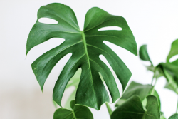 Pothos Plant: Versatile Greenery for Every Home