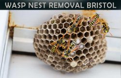 Safeguarding Your Space: Aman Pest Control’s Expert Bristol Wasp Nest Removal!