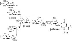 Glycosylation Peptides