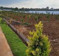 Anugraha Farms Offers Exceptional Agricultural Land for Sale in Bangalore