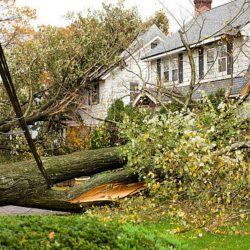 Arbor Tree and Stump Removal – Protecting Your Haven from Risky Roots