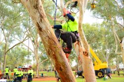 Bark to Basics: Understanding Professional Tree Removal Services