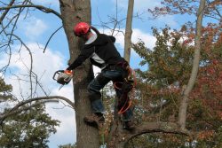 Rooted in Expertise: Local Tree Trimmers’ Top Techniques