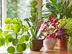 Nurture Nature Indoors: The Jungle Collective’s Finest Selection of Indoor Greenery