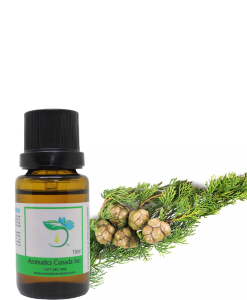 Cypress Organic Essential Oil