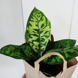 Discover the Homalomena Plant Family at The Jungle Collective