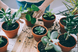 Nurturing Nature Indoors: A Comprehensive Guide to Houseplants and Their Many Benefits