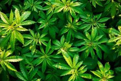 ReThink-Rx – How to Choose a Cannabis Strain?