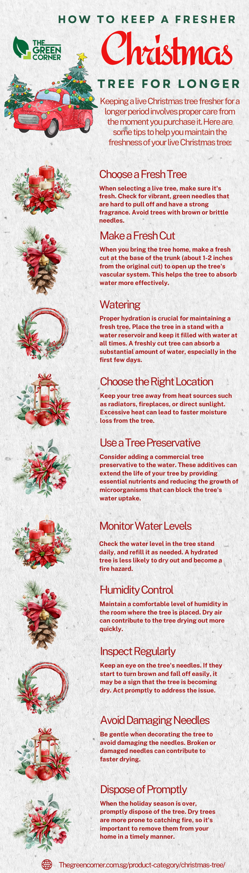 How to Maintain Fresh Christmas Trees in Singapore – The Green Corner