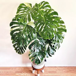 Thai Constellation Monstera: Elevate Your Space with Celestial Green Luxury
