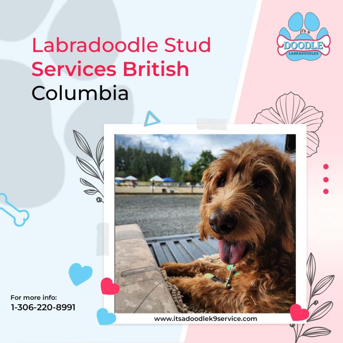Labradoodle Stud Services British Columbia