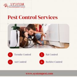 System Pest’s Affordable Termite Control in Singapore