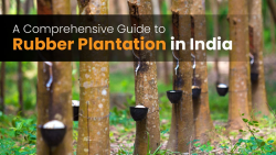 Get to know about the Rubber plantation in India | Tractorkarvan