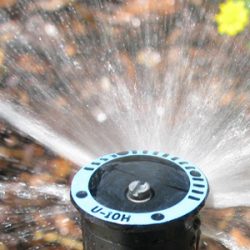 Best Sprinkler System Company – Tedot’s Finest