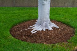 Green Growth: Revitalize with Tree Mulching Services