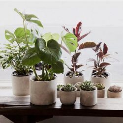 Indoor Plants Delivery Melbourne