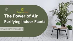Bringing Nature Indoors: The Power of Air Purifying Indoor Plants