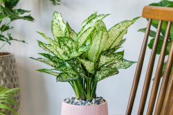 Ficus Lyrata Finesse: Elevate Your Space with The Jungle Collective