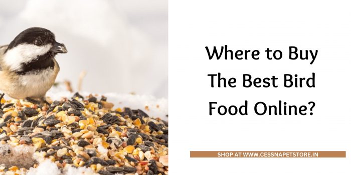 Where To Buy The Best Bird Food Online?