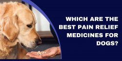 Which Are The Best Pain Relief Medicines For Dogs?