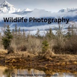 Shop Online Wildlife Photography in North Vancouver