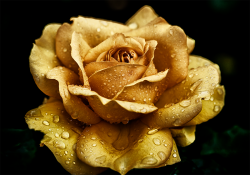 The golden rose, an ethereal ambassador of nature’s grandeur