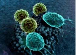 Targeting Macrophages by NPs in Cancer Treatment