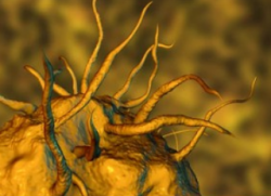 Targeting Macrophages by NPs to Treat Inflammation