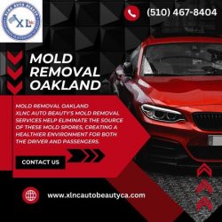 Mold Removal Oakland