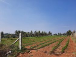 Anugraha Farms Unveils Farm Land for Sale In Hosur Opportunities.
