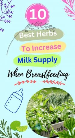 10 Best Herbs To Increase Milk Supply When Breastfeeding
