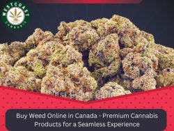 Buy Weed Online in Canada – Premium Cannabis Products for a Seamless Experience