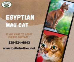 Discover Egyptian Mau Cats with Exotic Breeds & Characteristics
