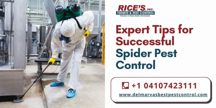 Expert Tips For Successful Spider Pest Control