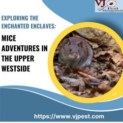 Exploring the Enchanted Enclaves: Mice Adventures in the Upper Westside