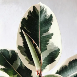 Timeless Elegance: Elevate Your Space with Ficus Elastica