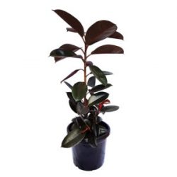 Ficus Elastica: Elevate Your Indoor Greenery with the Rubber Plant
