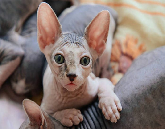 5 Essential Facts to Know Before Getting a Sphynx Cat