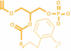 Phosphatidylglycerol & Lysophosphatidylglycerol (PG & LPG)