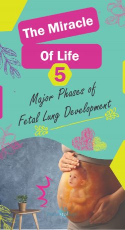 The Miracle of Life: 5 Major Phases of Fetal Lung Development