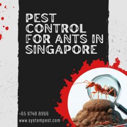 Ant-Free Living: Expert Pest Control for Ants in Singapore