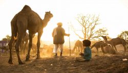 Rajasthan Tour Packages | Rajasthan Wildlife & Nature Tours With Souvenir Travel