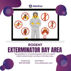 Rodent Extermination Excellence in the Bay Area: Your Trusted Pest Partners